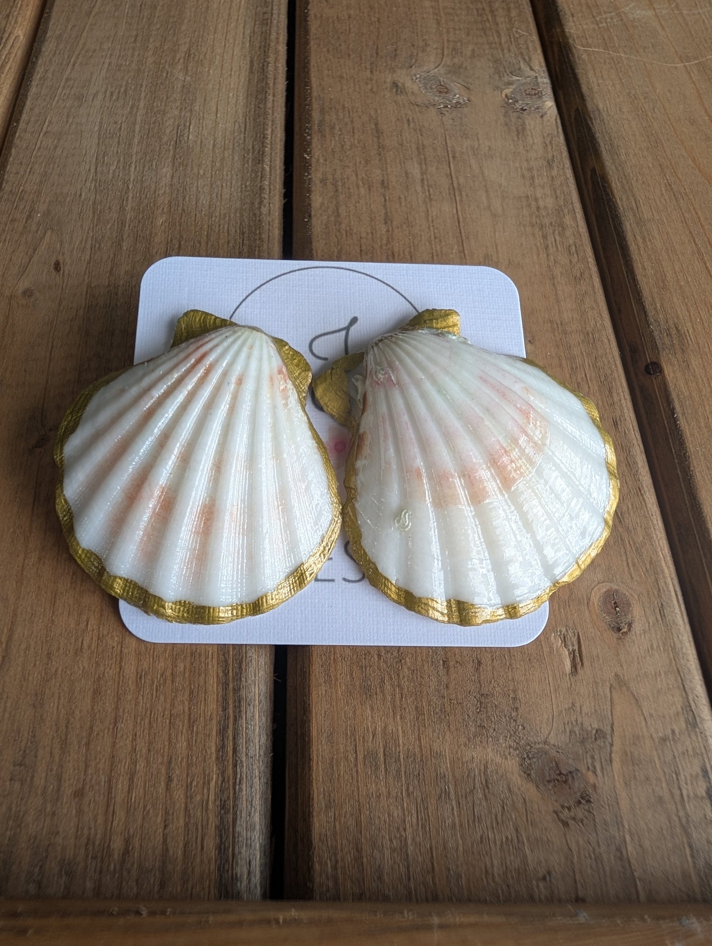 Seashell Earrings